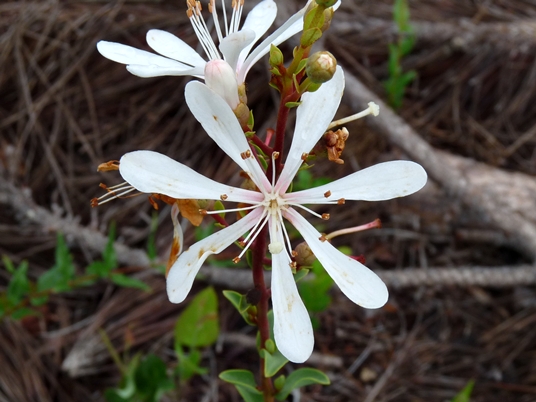 {Bejaria racemosa}